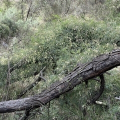 Clematis leptophylla at Hackett, ACT - 18 Aug 2022