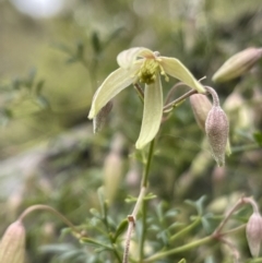 Clematis leptophylla at Hackett, ACT - 18 Aug 2022