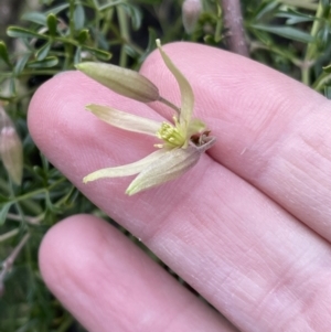 Clematis leptophylla at Hackett, ACT - 18 Aug 2022