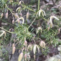 Clematis leptophylla at Hackett, ACT - 18 Aug 2022