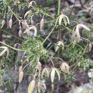 Clematis leptophylla at Hackett, ACT - 18 Aug 2022