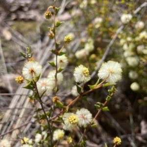 Acacia gunnii at Cook, ACT - 19 Aug 2022