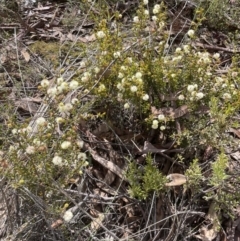 Acacia gunnii at Cook, ACT - 19 Aug 2022 11:15 AM