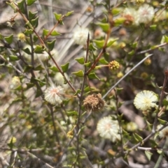 Acacia gunnii at Cook, ACT - 19 Aug 2022 11:15 AM