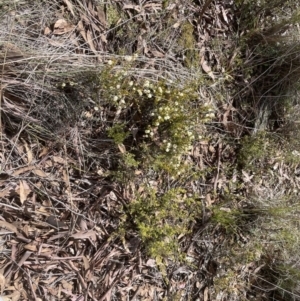 Acacia gunnii at Cook, ACT - 19 Aug 2022