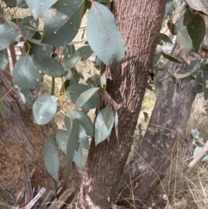 Eucalyptus dives at Aranda, ACT - 19 Aug 2022