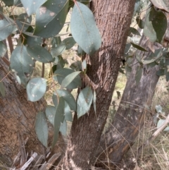 Eucalyptus dives (Broad-leaved Peppermint) at Aranda, ACT - 19 Aug 2022 by lbradley