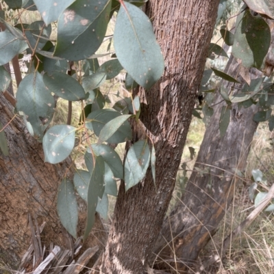 Eucalyptus dives (Broad-leaved Peppermint) at Aranda, ACT - 19 Aug 2022 by lbradley