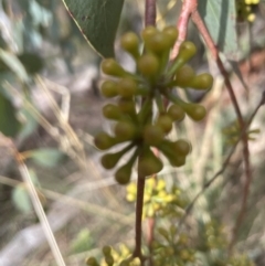 Eucalyptus dives at Aranda, ACT - 19 Aug 2022 11:22 AM