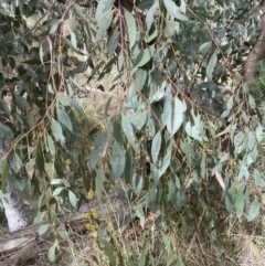 Eucalyptus dives at Aranda, ACT - 19 Aug 2022 11:22 AM