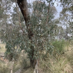 Eucalyptus dives at Aranda, ACT - 19 Aug 2022 11:22 AM