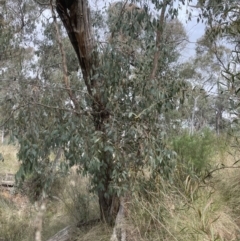 Eucalyptus dives at Aranda, ACT - 19 Aug 2022