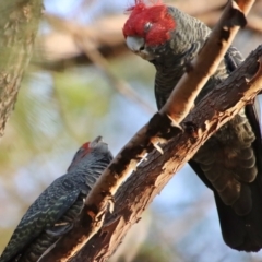 Callocephalon fimbriatum (Gang-gang Cockatoo) at Broulee Moruya Nature Observation Area - 18 Aug 2022 by LisaH