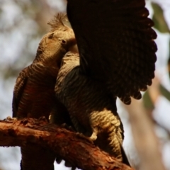 Callocephalon fimbriatum at Moruya, NSW - 18 Aug 2022