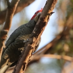 Callocephalon fimbriatum at Moruya, NSW - suppressed