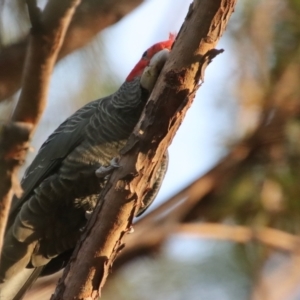 Callocephalon fimbriatum at Moruya, NSW - suppressed