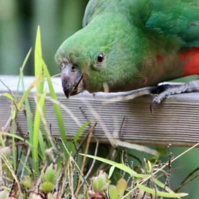 Alisterus scapularis (Australian King-Parrot) at Broulee Moruya Nature Observation Area - 19 Aug 2022 by LisaH