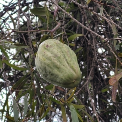 Araujia sericifera (Moth Plant) at Kaleen, ACT - 19 Aug 2022 by trevorpreston