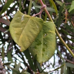 Araujia sericifera at Kaleen, ACT - 19 Aug 2022