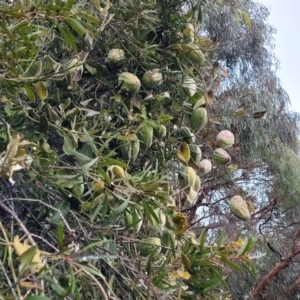 Araujia sericifera at Kaleen, ACT - 19 Aug 2022