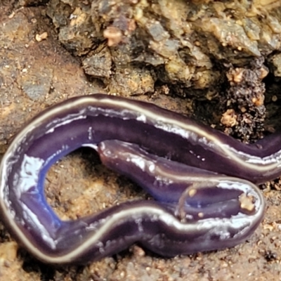 Caenoplana coerulea (Blue Planarian, Blue Garden Flatworm) at Kaleen, ACT - 19 Aug 2022 by trevorpreston
