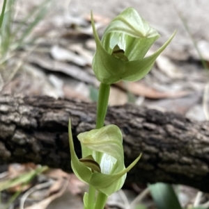 Pterostylis curta at Beecroft Peninsula, NSW - suppressed