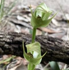 Pterostylis curta (Blunt greenhood) at Beecroft Peninsula, NSW - 18 Aug 2022 by AnneG1