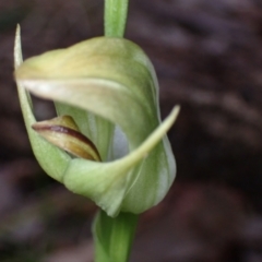 Pterostylis curta at Beecroft Peninsula, NSW - suppressed