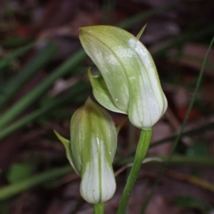 Pterostylis curta at Beecroft Peninsula, NSW - suppressed