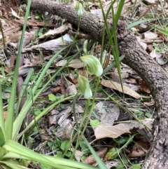 Pterostylis curta at Beecroft Peninsula, NSW - suppressed