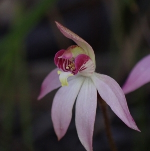Caladenia alata at Vincentia, NSW - suppressed