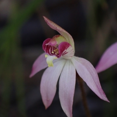 Caladenia alata (Fairy Orchid) at Vincentia, NSW - 17 Aug 2022 by AnneG1