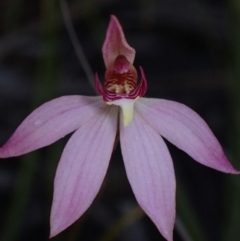 Caladenia alata at Vincentia, NSW - suppressed