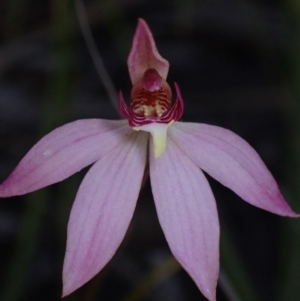 Caladenia alata at Vincentia, NSW - 17 Aug 2022