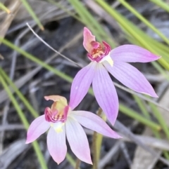 Caladenia alata at Vincentia, NSW - suppressed