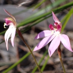 Caladenia alata at Vincentia, NSW - suppressed