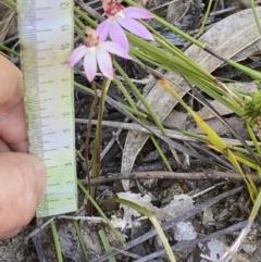 Caladenia alata at Vincentia, NSW - suppressed