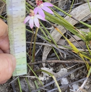 Caladenia alata at Vincentia, NSW - suppressed