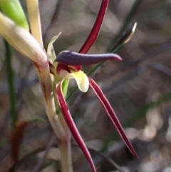 Lyperanthus suaveolens (Brown Beaks) at Jervis Bay National Park - 17 Aug 2022 by AnneG1