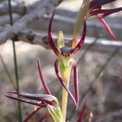 Lyperanthus suaveolens at Vincentia, NSW - 17 Aug 2022