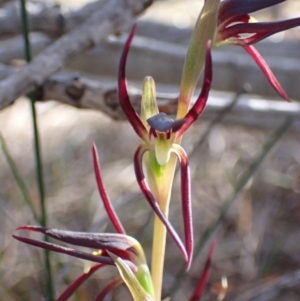 Lyperanthus suaveolens at Vincentia, NSW - 17 Aug 2022