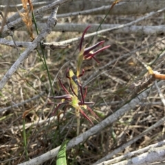 Lyperanthus suaveolens at Vincentia, NSW - 17 Aug 2022