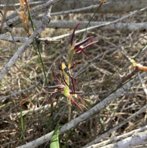 Lyperanthus suaveolens at Vincentia, NSW - 17 Aug 2022