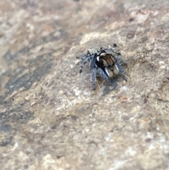 Maratus plumosus at Targinnie, QLD - 19 Aug 2022 by MattM