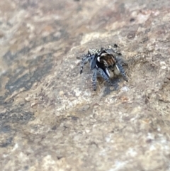 Unidentified Jumping or peacock spider (Salticidae) at Targinnie, QLD - 19 Aug 2022 by MattM
