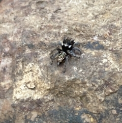 Maratus plumosus at Targinnie, QLD - 19 Aug 2022 11:24 AM