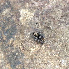 Maratus plumosus at Targinnie, QLD - 19 Aug 2022 11:24 AM