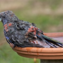 Platycercus elegans at Symonston, ACT - 16 Aug 2022