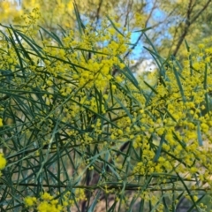 Acacia boormanii (Snowy River Wattle) at Isaacs, ACT - 19 Aug 2022 by Mike