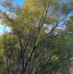 Acacia boormanii at Isaacs, ACT - 19 Aug 2022